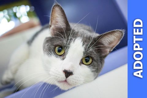 Couscous was adopted!