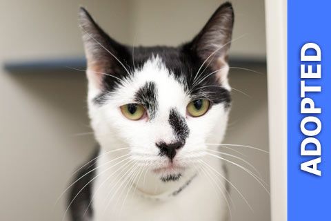 Deronda was adopted!