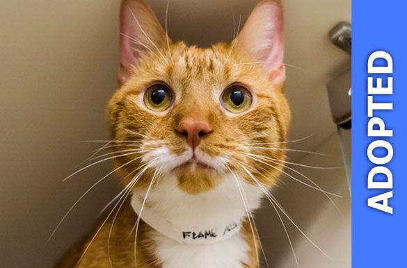 Flame was adopted!