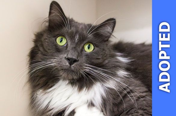 Fluffito was adopted!