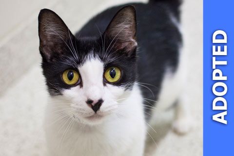 Fruity was adopted!