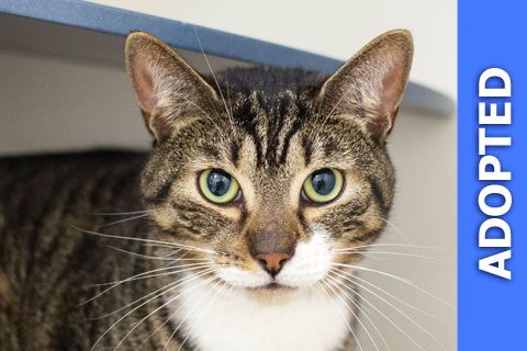 Garbanzo was adopted!