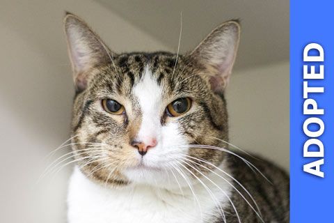 Hercules was adopted!