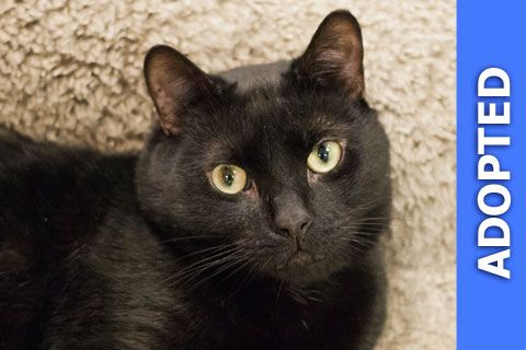 King was adopted!