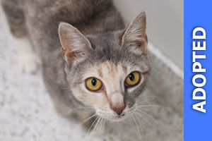 Missy was adopted!