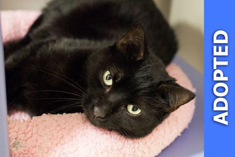 Noche was adopted!
