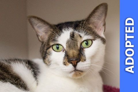 Norman was adopted!