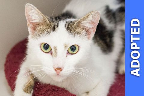 Olive was adopted!