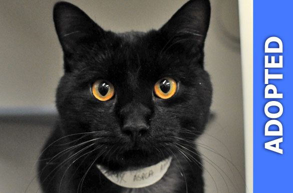 Onyx was adopted!