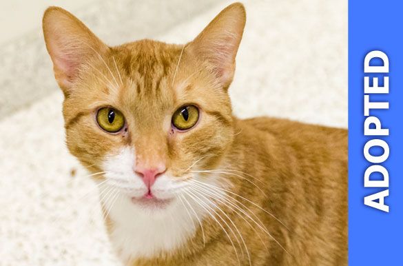 Orlando was adopted!