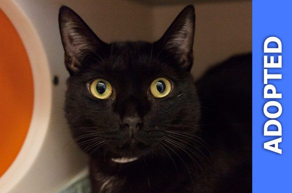 Panther was adopted!