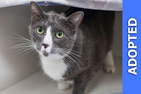 Ross was adopted!