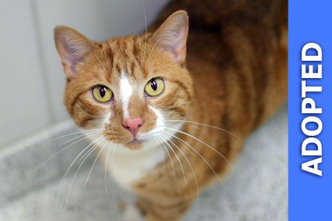 Rusty was adopted!