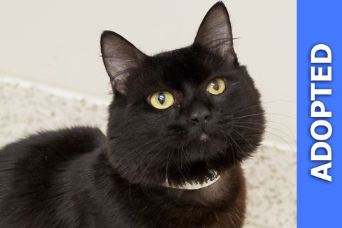 Satellite was adopted!