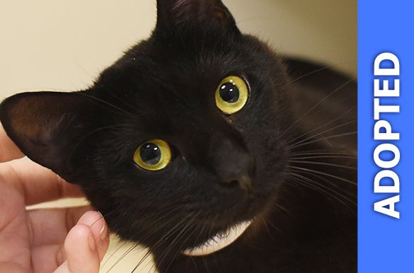 Sunshine was adopted!