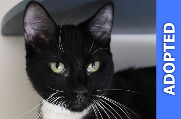 Sylvester was adopted!