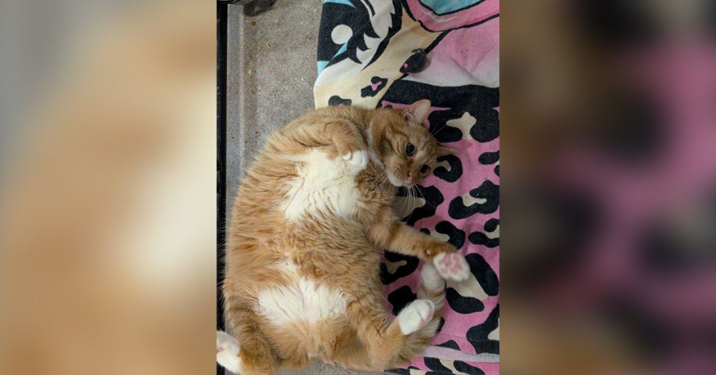 Boots wants a belly rub