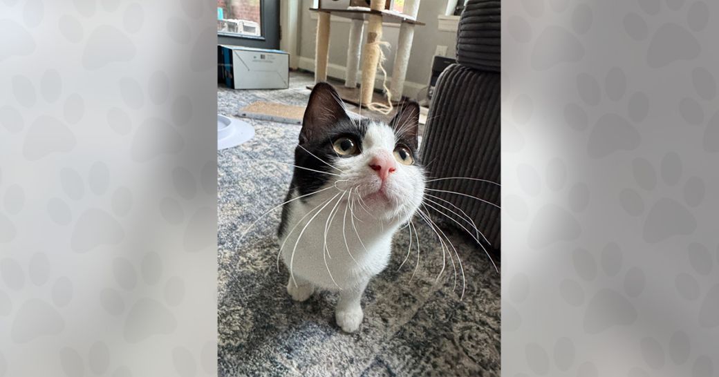 Cheese Roll the cat is ready to be adopted!