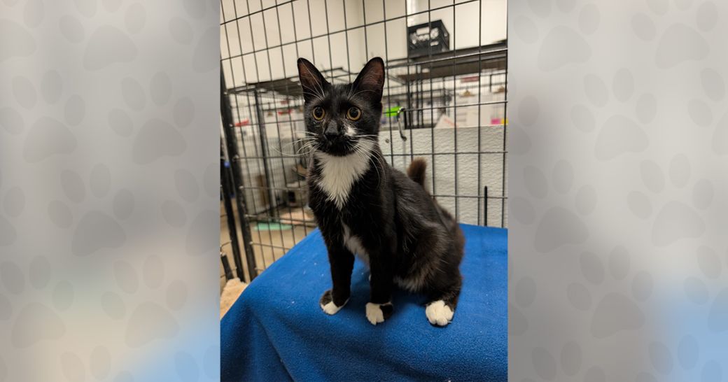 Olympic the cat is ready to be adopted!