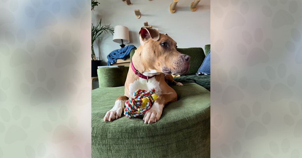 Clover wants to be adopted!