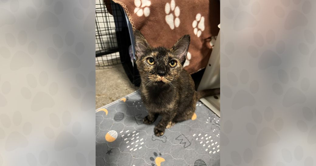 Cricket wants to be adopted!