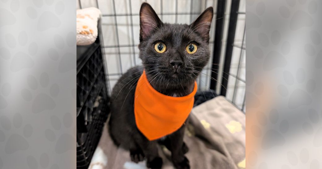 Mantis wants to be adopted!