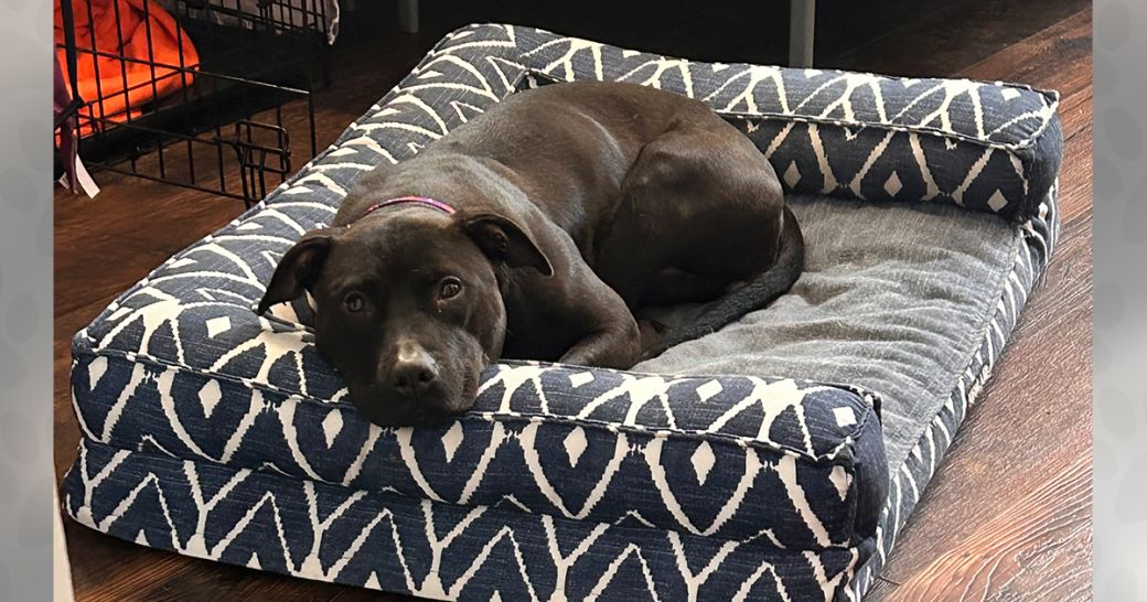 Adoptable Dogs in Ohio: Macaroon | ASPCA