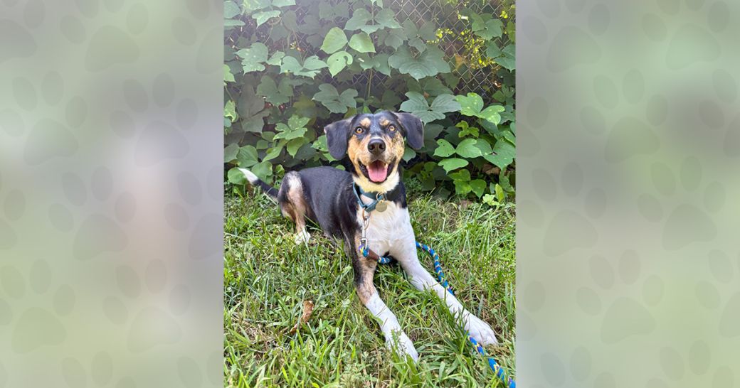 Pecan is looking for a home!