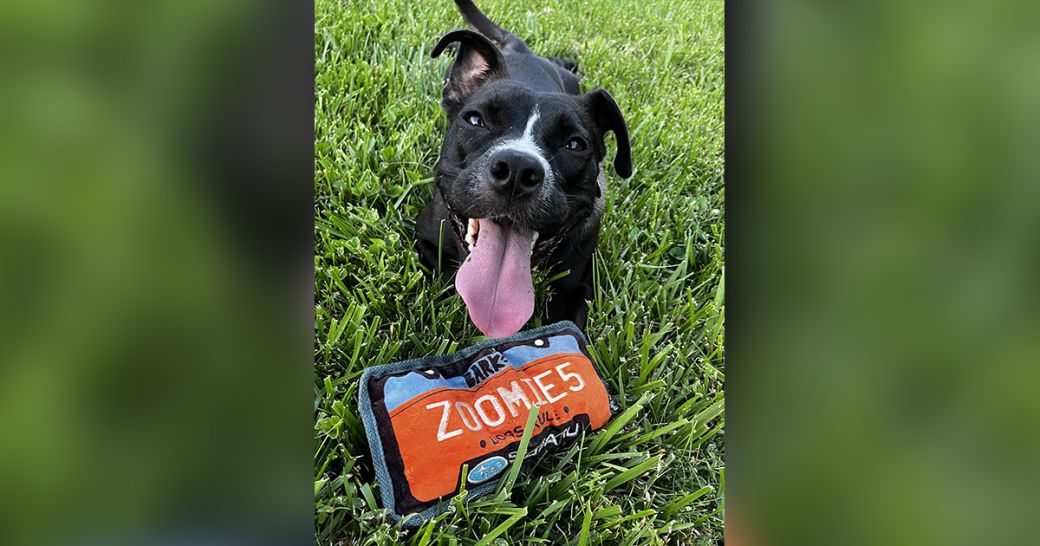 Julep is looking for a new friend!