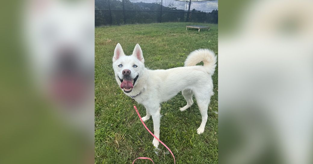 Lagoon is looking for a new friend!
