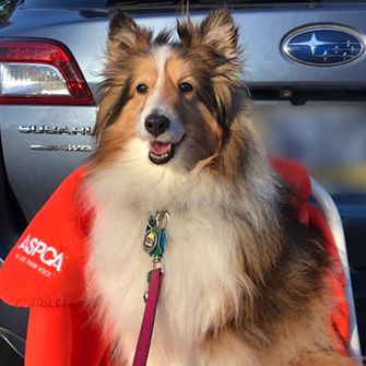 Subaru of America, Inc. Displayed Unwavering Support for Animals in 2020