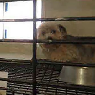 Puppy in a cage