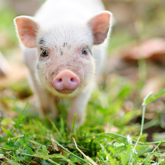 a small pig in foliage 