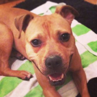 Happy pit bull laying down on beach towel