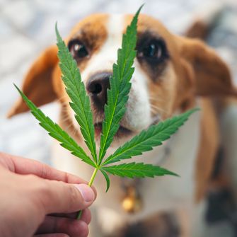 Marijuana Safety and Our Pets: What to Know