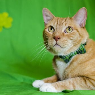 Steer Clear of These Unlucky Pet Hazards This St. Patrick’s Day
