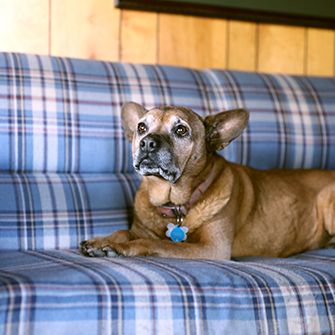 a brown dog on a blue plaid couch