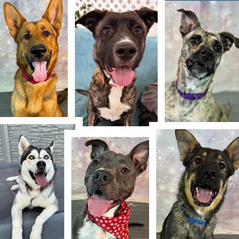 These Adorable Pups Have Traveled Halfway Across the Country to Find You!
