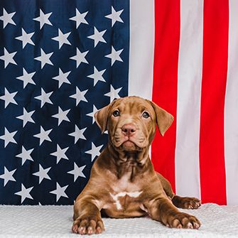 a puppy in front of an american flag