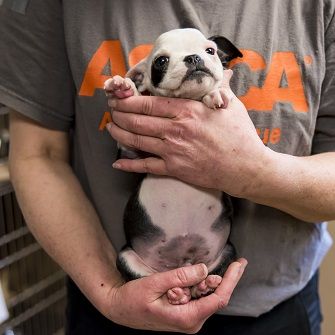 ASPCA Helps Ensure Protections for Dogs in Commercial Breeding Facilities