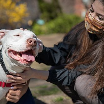 woman with brown hair wearing a cloth mask petting a white Pitbull