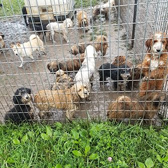 dogs in a muddy outdoor pen