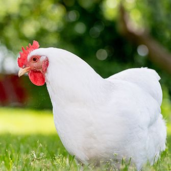a chicken in grass