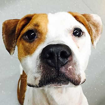 ASPCA Provides Anti-Cruelty Training to Nassau County Law Enforcement