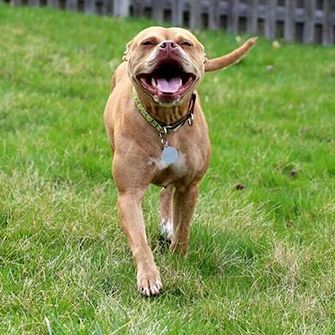 From Cruelty Victim to Therapy Dog: Ruby's Story