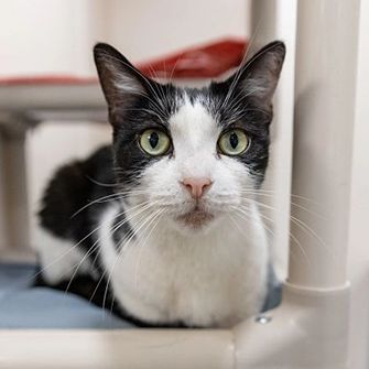 a black and white cat