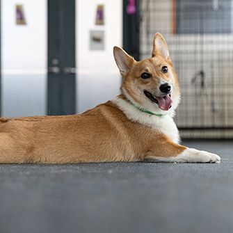 a corgi laying down
