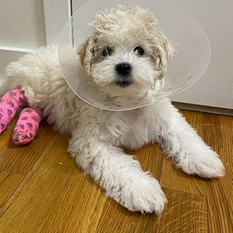 maltese puppy with pink leg casts