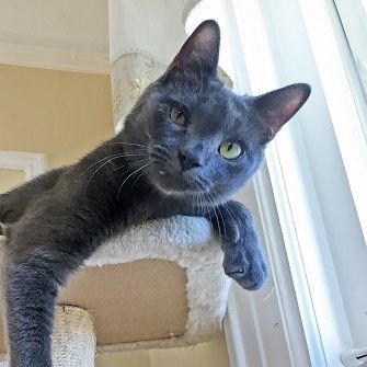 Former Foster Cat Lends a Helping Paw to his Pet Parents