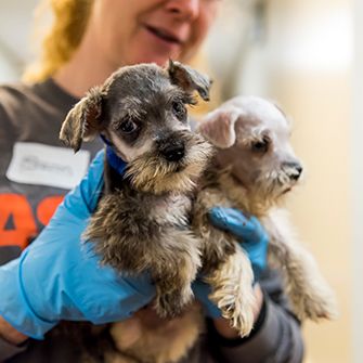 ASPCA Staff member holding two small dogs